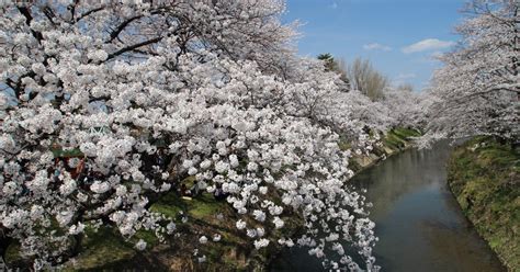 新境川堤赏樱（百十郎樱）｜目的地｜【官方】日本国家旅游局jnto