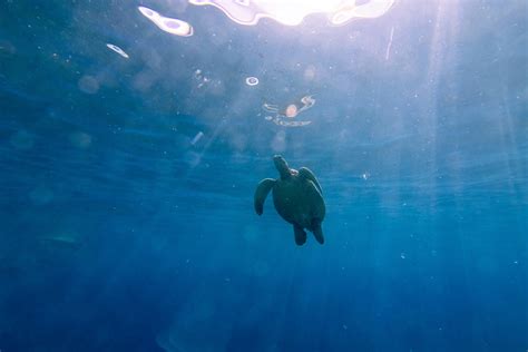 Turtle swimming underwater · Free Stock Photo