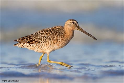 Short-billed Dowitcher