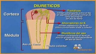 SISTEMA RENAL FISIOLOGIA Pptx