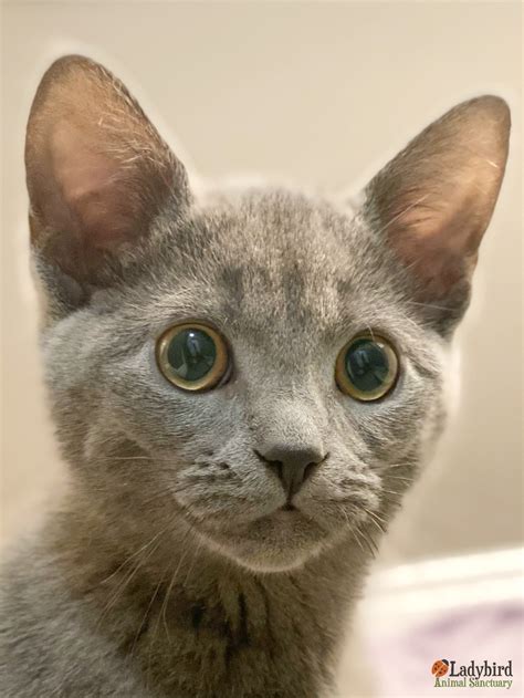 Ladybird Animal Sanctuary | Ladybird Animal Sanctuary - Marceline