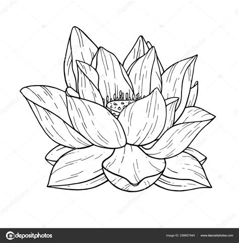 Black And White Lotus Flower Drawings | Best Flower Site