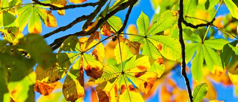 American Chestnut Blight: An Update & Next Steps - Barts Tree Service