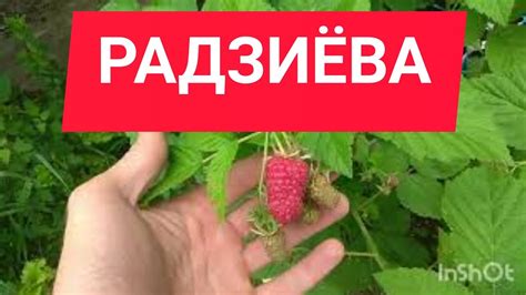 Малина Радзиева Описание Сорта Фото Отзывы – Telegraph