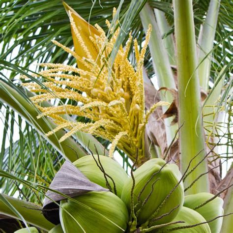 A Bunch Of Unripe Bananas Hanging From A Palm Tree With Yellow Flowers