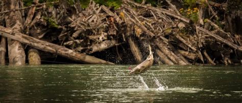 Best Salmon Flies: A Guide To Productive Salmon Patterns