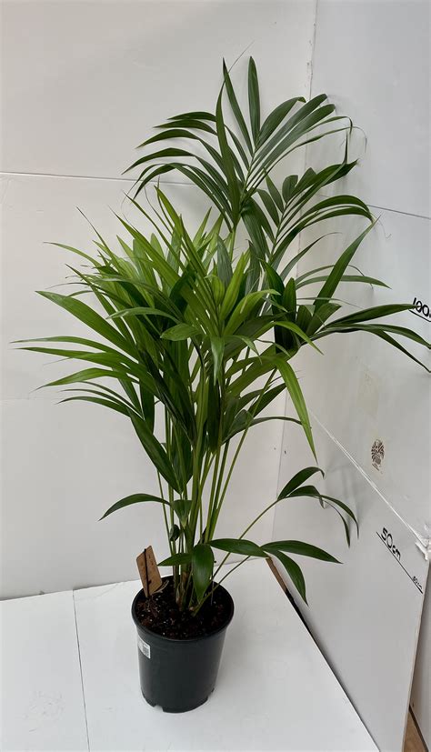 Howea Forsteriana Cm Tall Kentia Palm Etsy Uk