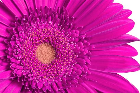 Gerbera Blossom Flower Pink Free Stock Photo Public Domain Pictures