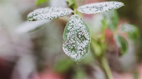 Dwd Warnt Vor Wetter In Nrw Und Vor M Glichen Frostsch Den