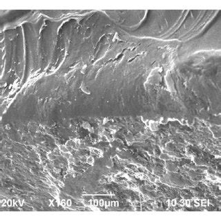 SEM Images Of The Fracture Surface Of A Neat PP Sheet And B Alkali