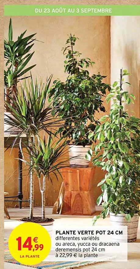 Promo Plante Verte Pot 24 Cm chez Intermarché iCatalogue fr