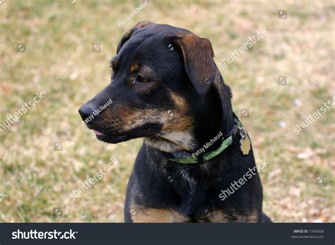 Dobey Images, Stock Photos & Vectors | Shutterstock