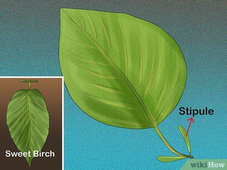 3 Ways to Identify Trees by Leaves - wikiHow