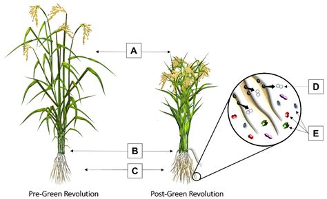 Applied Microbiology Free Full Text Impacts Of The Green Revolution On Rhizosphere