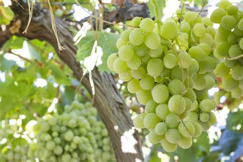 Green grapes (vitis vinifera) — Stock Photo © LucasSG83 #126531280