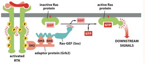 lecture 16- RTK & GpCR signaling Flashcards | Quizlet 