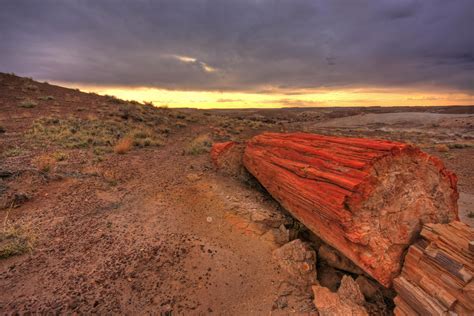 Petrified Forest National Park Arizona The Trees Here Are From The