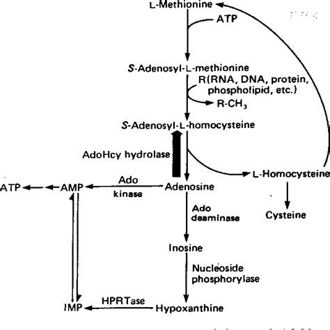 Figure From Requirement Of S Adenosyl L Methionine Mediated