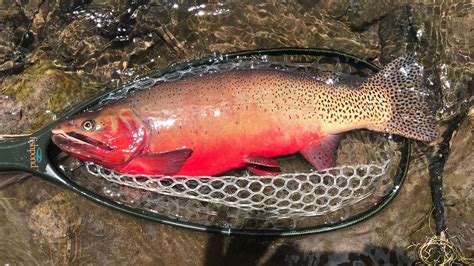 New Utah records set for wiper, Colorado River cutthroat trout