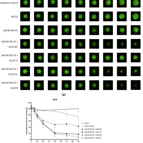 Adcar Nk 92 Mediated Lysis Of 3d Tumor Spheroids Gfp Transduced Cell