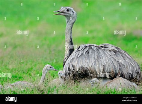 American rhea hi-res stock photography and images - Alamy