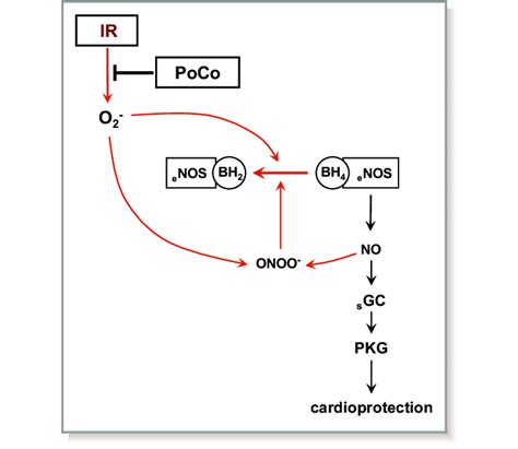 Proposed Mechanism For NO Dependent Activation Of CGMP Protein Kinase G