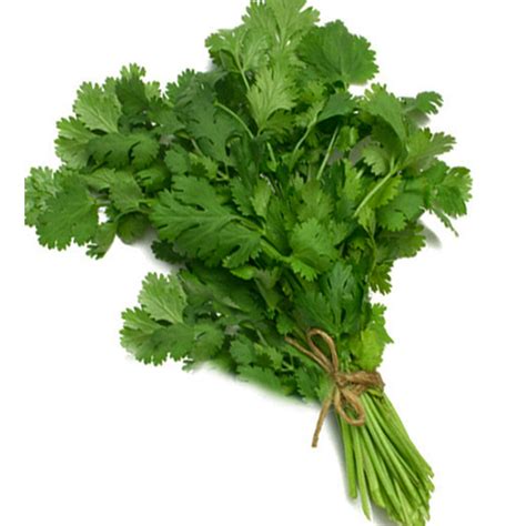 Coriander Cilantro Coriandrum Sativum L One Of The Worlds Oldest