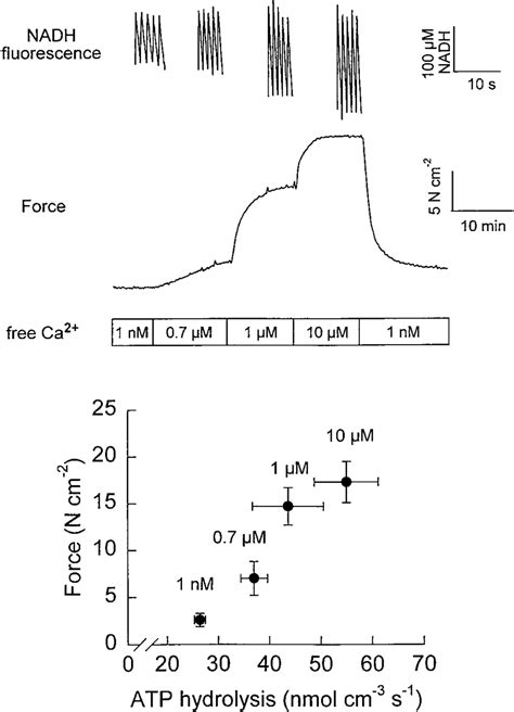 Top Representative Tracing Showing Concentration Dependent Effect Of