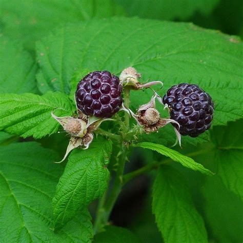 Blackcap Raspberry Sparrowhawk Native Plants