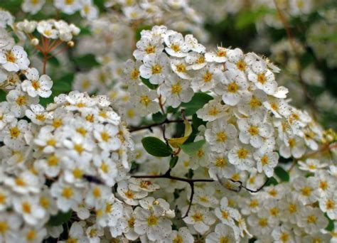 Free Images Branch Blossom White Flower Bloom Bush Food Spring