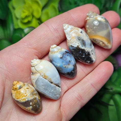 Spiralite Fossil Shell Crystal Seashell Agatized Shell Agate Seashell