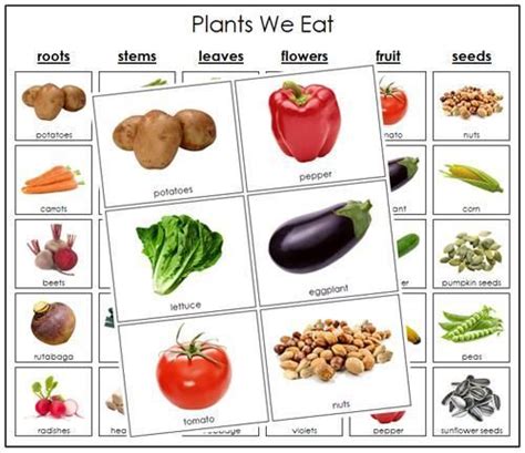 plants  eat sorting parts  plants  eat plants   eat