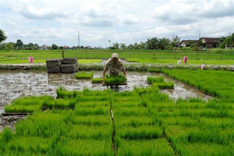 Luas Panen Padi Di Jateng Turun Ribu Hektare Radio Idola Semarang