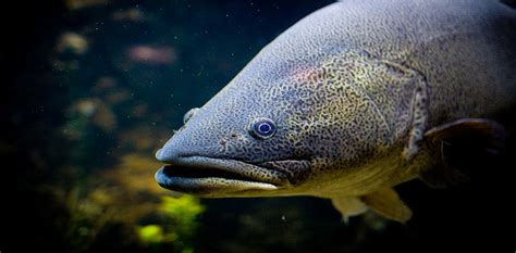 Australian Endangered Species Murray Cod