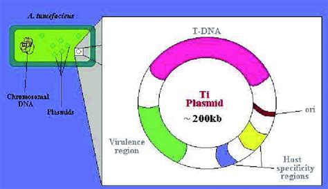 structure of Ti plasmid (Elasri et. al., 2001). | Download Scientific ...