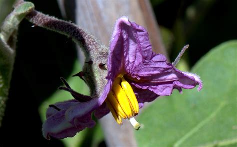 Aubergine Egg Plant Melanzana Solanum Melongena 001 Flickr