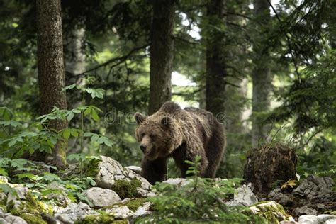 Eurasian Brown Bear Ursus Arctos Arctos Brown Bear European Brown