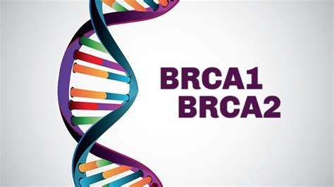 brca  brca cancer risk genes