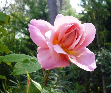 Роза Поэзия — фото и описание сорта с отзывами