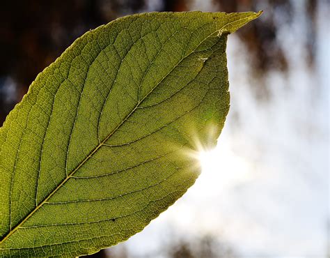 Free Images Tree Nature Branch Sun Sunlight Leaf Flower Green Autumn Botany Colorful