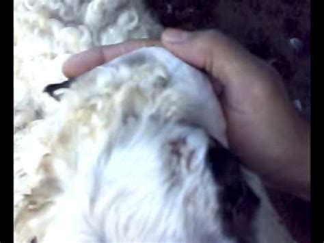 Ringworm in sheep - YouTube