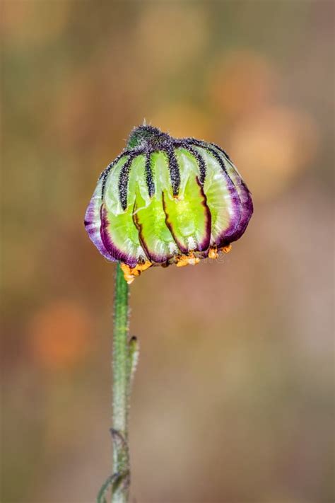 Yellow One Eye Monster Flower Osteospermum Monstrosum Stock Image