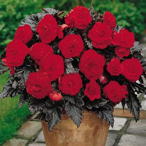 Begonia Swetzerland Buc Gradina Cu Bulbi