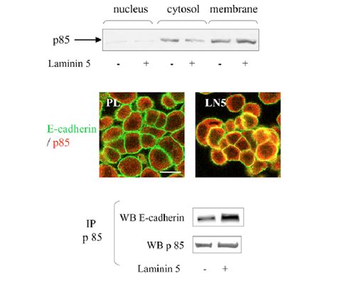 PI 3 Kinase Associates With E Cadherin Complexes Upon Cell Adhesion On