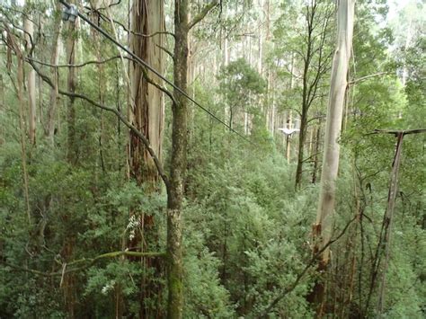 Zip Lining through the Otway Rainforest