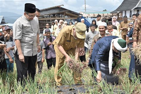 Panen Perdana Bawang Merah Di Koto Gaek Gubernur Sumbar Apresiasi