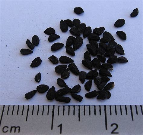 Kalonji Black Seed Or Nigella Sativa Seed And Its Health Benefits