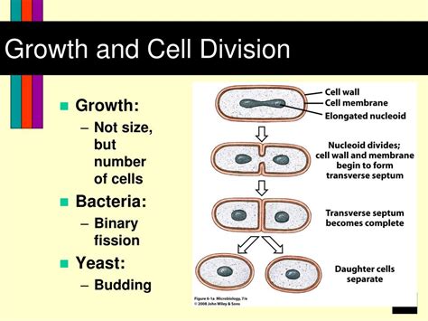 Ppt Growth And Cell Division Powerpoint Presentation Free Download