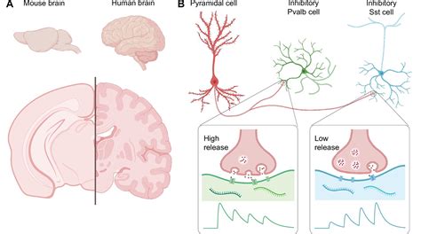 Neural Circuits Comparing Mouse And Human Brains Elife