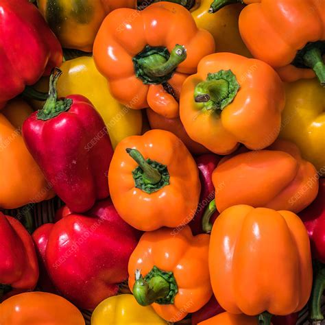 Peppers - Stock Image - C035/3916 - Science Photo Library